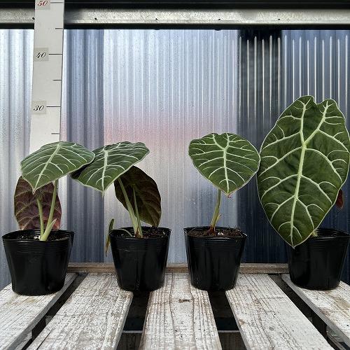 観葉植物　【傷みあり】アロカシア ワトソニア スラウェシ 3.5号ポット(個体おまかせ1鉢)　インテリア 室内 おしゃれ 可愛い かわいい |  | 06
