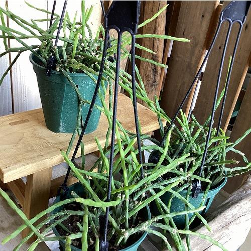 観葉植物　リプサリス パラドクサ 4.5号スリット吊り鉢(個体おまかせ1鉢)　インテリア 室内 おしゃれ 可愛い かわいい | 
