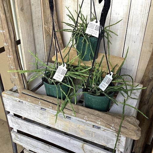観葉植物　リプサリス パラドクサ 4.5号スリット吊り鉢(個体おまかせ1鉢)　インテリア 室内 おしゃれ 可愛い かわいい |  | 06