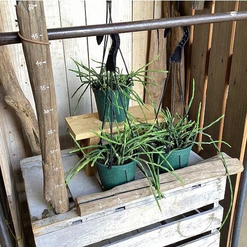 観葉植物　リプサリス パラドクサ 4.5号スリット吊り鉢(個体おまかせ1鉢)　インテリア 室内 おしゃれ 可愛い かわいい |  | 07