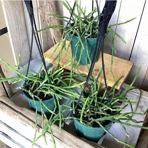 観葉植物　リプサリス パラドクサ 4.5号スリット吊り鉢(個体おまかせ1鉢)　インテリア 室内 おしゃれ 可愛い かわいい |  | 09