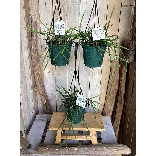 観葉植物　リプサリス パラドクサ 4.5号スリット吊り鉢(個体おまかせ1鉢)　インテリア 室内 おしゃれ 可愛い かわいい |  | 02
