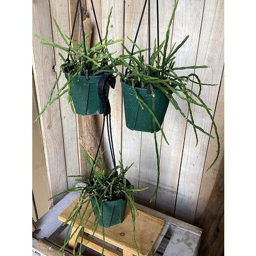 観葉植物　リプサリス パラドクサ 4.5号スリット吊り鉢(個体おまかせ1鉢)　インテリア 室内 おしゃれ 可愛い かわいい |  | 03