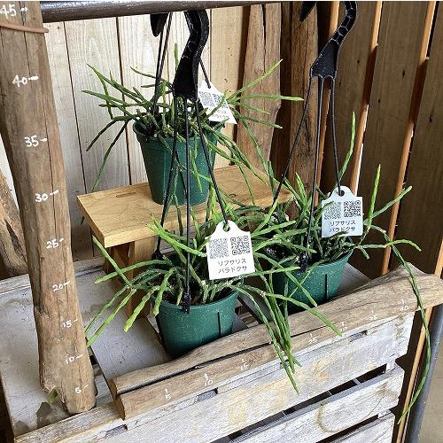 観葉植物　リプサリス パラドクサ 4.5号スリット吊り鉢(個体おまかせ1鉢)　インテリア 室内 おしゃれ 可愛い かわいい |  | 05
