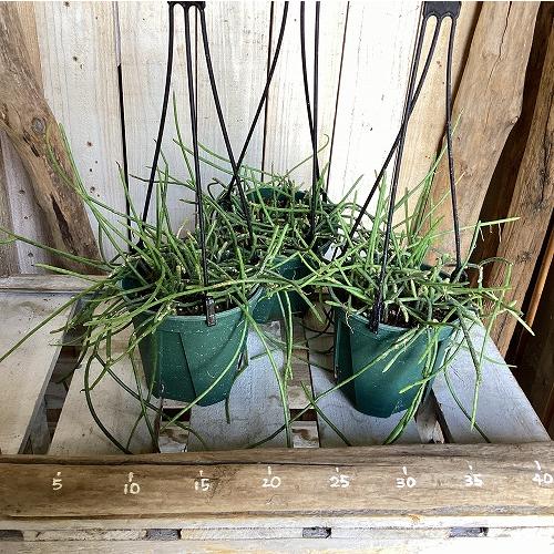 観葉植物　リプサリス パラドクサ 4.5号スリット吊り鉢(個体おまかせ1鉢)　インテリア 室内 おしゃれ 可愛い かわいい |  | 01