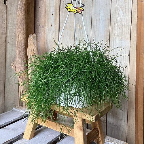 観葉植物　リプサリス カピリフォルミス(松風) 6号吊り鉢(個体おまかせ1鉢)　インテリア 室内 おしゃれ 可愛い かわいい | 