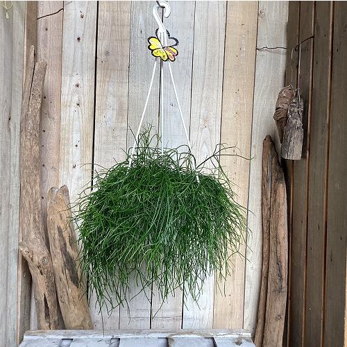 観葉植物　リプサリス カピリフォルミス(松風) 6号吊り鉢(個体おまかせ1鉢)　インテリア 室内 おしゃれ 可愛い かわいい |  | 10