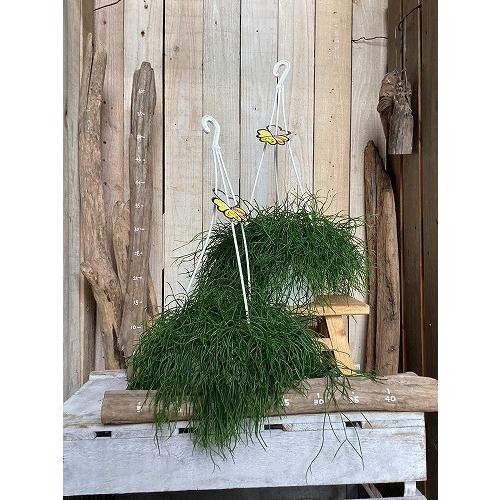 観葉植物　リプサリス カピリフォルミス(松風) 6号吊り鉢(個体おまかせ1鉢)　インテリア 室内 おしゃれ 可愛い かわいい |  | 01