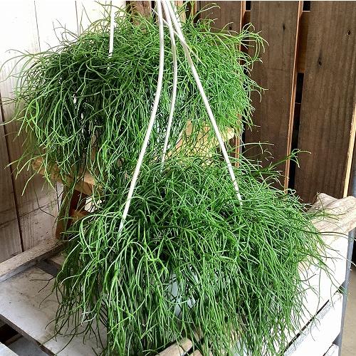 観葉植物　リプサリス カピリフォルミス(松風) 6号吊り鉢(個体おまかせ1鉢)　インテリア 室内 おしゃれ 可愛い かわいい |  | 02