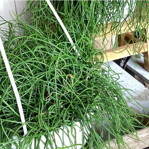 観葉植物　リプサリス カピリフォルミス(松風) 6号吊り鉢(個体おまかせ1鉢)　インテリア 室内 おしゃれ 可愛い かわいい |  | 03