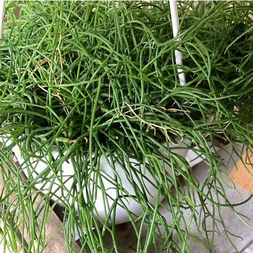 観葉植物　リプサリス カピリフォルミス(松風) 6号吊り鉢(個体おまかせ1鉢)　インテリア 室内 おしゃれ 可愛い かわいい |  | 04