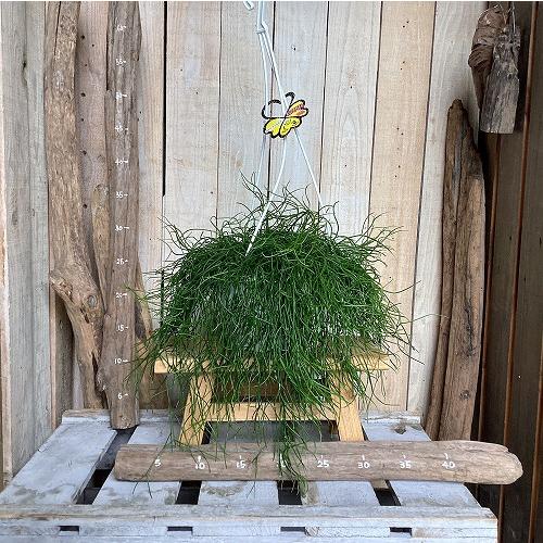 観葉植物　リプサリス カピリフォルミス(松風) 6号吊り鉢(個体おまかせ1鉢)　インテリア 室内 おしゃれ 可愛い かわいい |  | 05