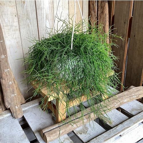観葉植物　リプサリス カピリフォルミス(松風) 6号吊り鉢(個体おまかせ1鉢)　インテリア 室内 おしゃれ 可愛い かわいい |  | 06