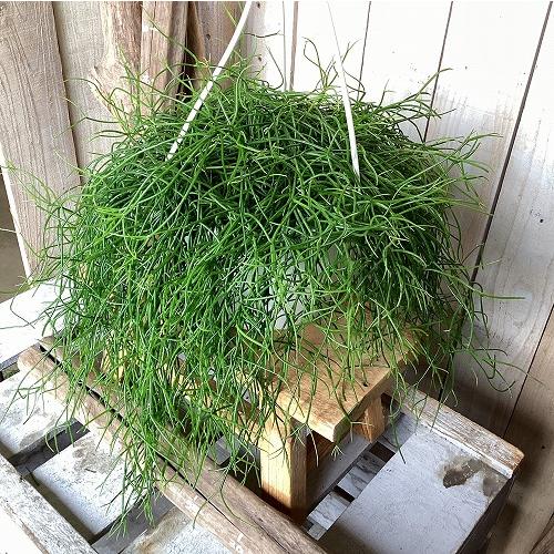 観葉植物　リプサリス カピリフォルミス(松風) 6号吊り鉢(個体おまかせ1鉢)　インテリア 室内 おしゃれ 可愛い かわいい |  | 07