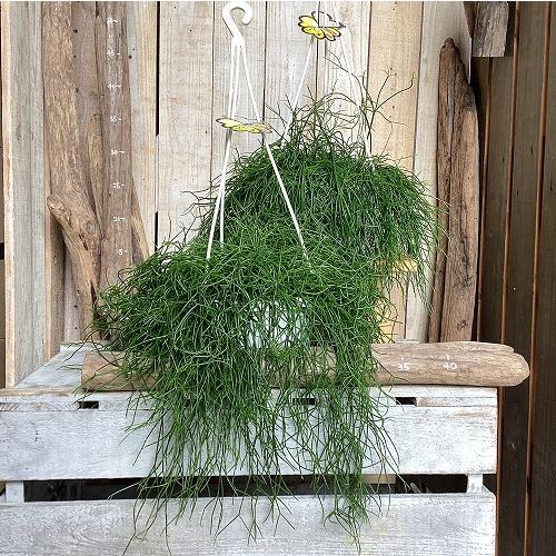 観葉植物　リプサリス カピリフォルミス(松風) 6号吊り鉢(個体おまかせ1鉢)　インテリア 室内 おしゃれ 可愛い かわいい |  | 08