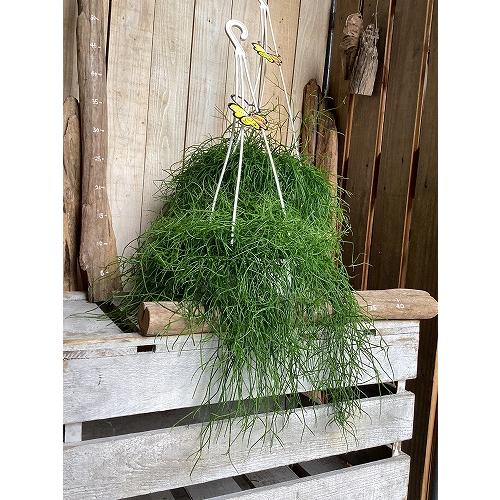 観葉植物　リプサリス カピリフォルミス(松風) 6号吊り鉢(個体おまかせ1鉢)　インテリア 室内 おしゃれ 可愛い かわいい |  | 09
