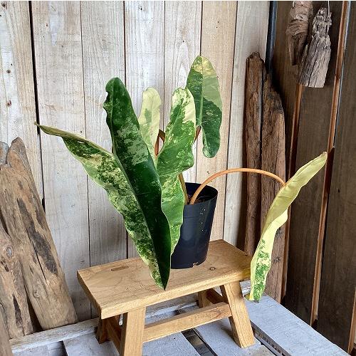 観葉植物　斑入りフィロデンドロン ビレッティアエ(ビレッタエ) 5号硬質ポット(現品)　インテリア 室内 おしゃれ 可愛い かわいい