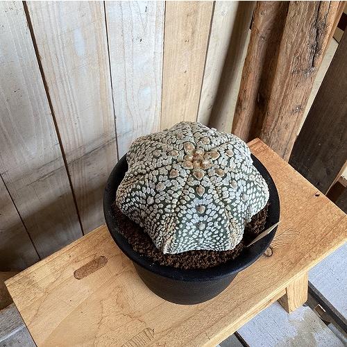 サボテン　アストロフィツム アステラリス スーパー兜丸(実生) 4号鉢(現品)　インテリア 室内 おしゃれ 可愛い かわいい |  | 02