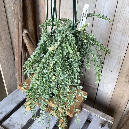 観葉植物　斑入りディスキディア ミリオンハートバリエガータ 3.5号スリット吊り鉢(個体おまかせ1鉢)　インテリア 室内 おしゃれ 可愛い かわいい |  | 01