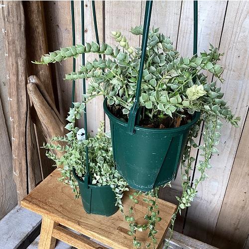 観葉植物　斑入りディスキディア ミリオンハートバリエガータ 3.5号スリット吊り鉢(個体おまかせ1鉢)　インテリア 室内 おしゃれ 可愛い かわいい |  | 05