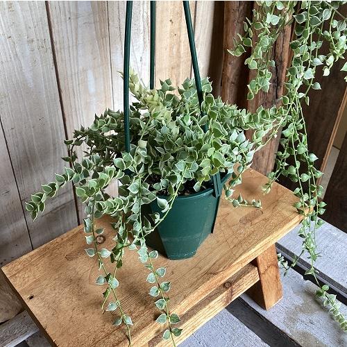 観葉植物　斑入りディスキディア ミリオンハートバリエガータ 3.5号スリット吊り鉢(個体おまかせ1鉢)　インテリア 室内 おしゃれ 可愛い かわいい |  | 06
