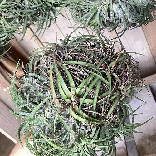 エアプランツ　チランジア sp.(品種不明) クランプ 吊り(個体おまかせ1鉢)　インテリア 室内 おしゃれ 可愛い かわいい |  | 12