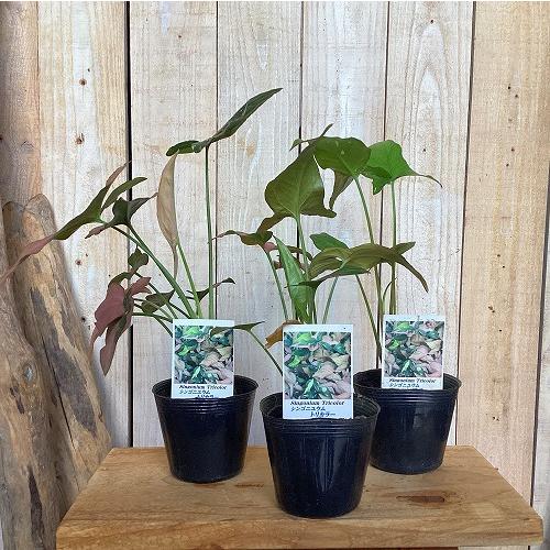 観葉植物　シンゴニウム トリカラー 3号ポット(個体おまかせ1鉢)　インテリア 室内 おしゃれ 可愛い かわいい |  | 10
