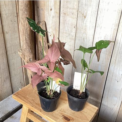 観葉植物　シンゴニウム トリカラー 3号ポット(個体おまかせ1鉢)　インテリア 室内 おしゃれ 可愛い かわいい |  | 11