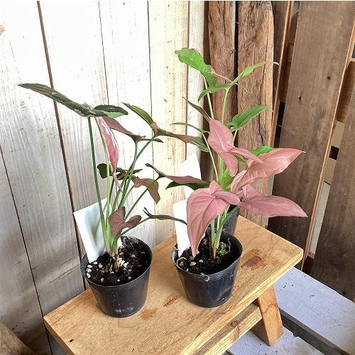 観葉植物　シンゴニウム トリカラー 3号ポット(個体おまかせ1鉢)　インテリア 室内 おしゃれ 可愛い かわいい |  | 12