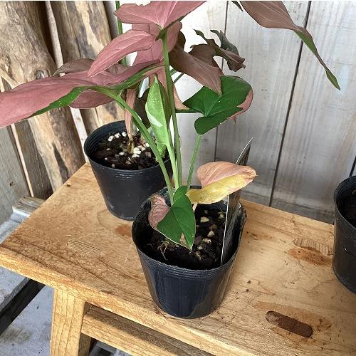 観葉植物　シンゴニウム トリカラー 3号ポット(個体おまかせ1鉢)　インテリア 室内 おしゃれ 可愛い かわいい |  | 13
