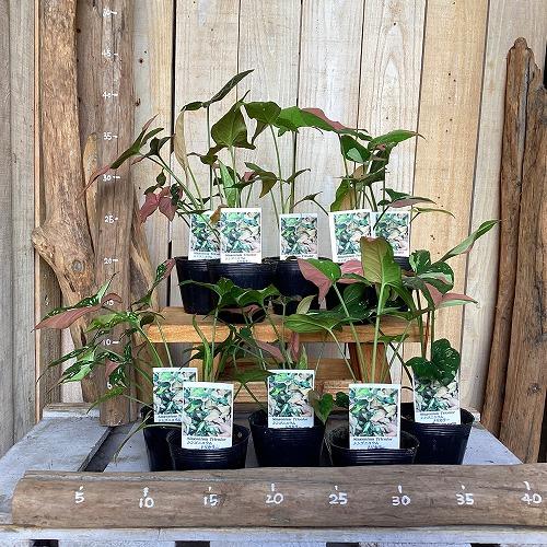 観葉植物　シンゴニウム トリカラー 3号ポット(個体おまかせ1鉢)　インテリア 室内 おしゃれ 可愛い かわいい |  | 14