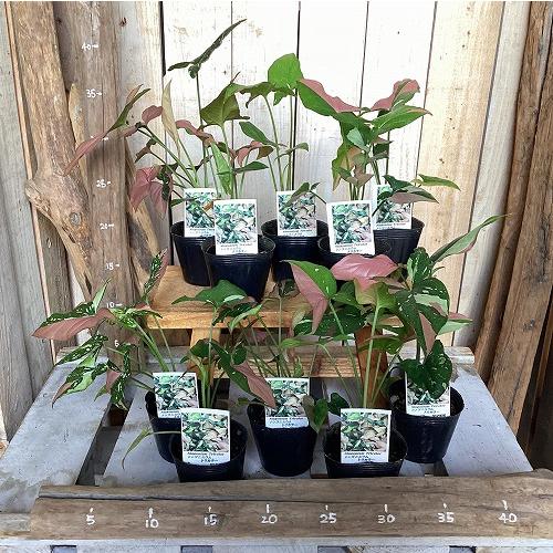 観葉植物　シンゴニウム トリカラー 3号ポット(個体おまかせ1鉢)　インテリア 室内 おしゃれ 可愛い かわいい |  | 15