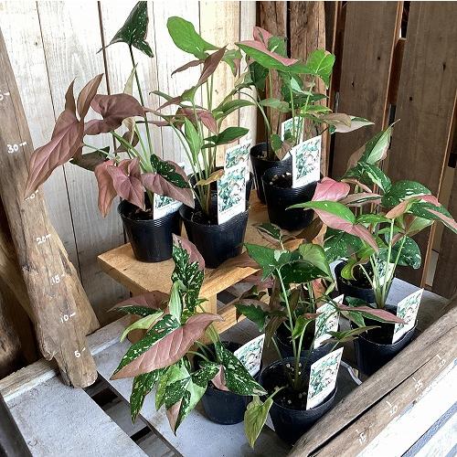 観葉植物　シンゴニウム トリカラー 3号ポット(個体おまかせ1鉢)　インテリア 室内 おしゃれ 可愛い かわいい |  | 16