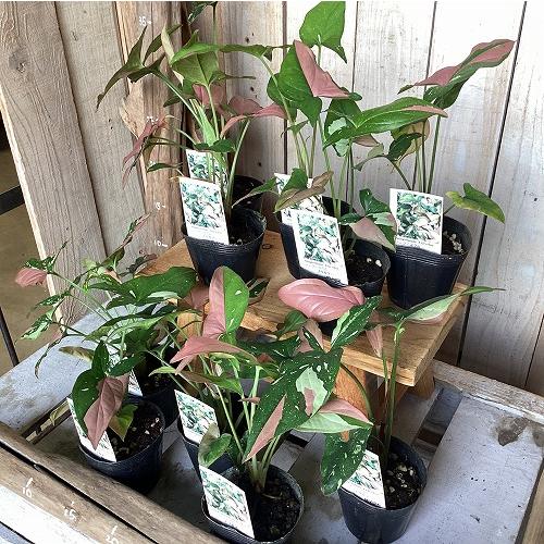 観葉植物　シンゴニウム トリカラー 3号ポット(個体おまかせ1鉢)　インテリア 室内 おしゃれ 可愛い かわいい |  | 17