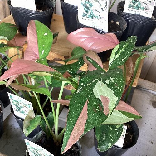 観葉植物　シンゴニウム トリカラー 3号ポット(個体おまかせ1鉢)　インテリア 室内 おしゃれ 可愛い かわいい |  | 18