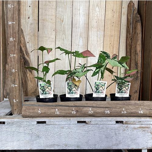 観葉植物　シンゴニウム トリカラー 3号ポット(個体おまかせ1鉢)　インテリア 室内 おしゃれ 可愛い かわいい |  | 01