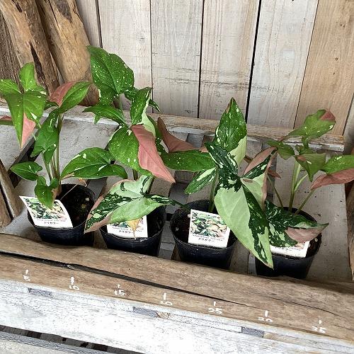 観葉植物　シンゴニウム トリカラー 3号ポット(個体おまかせ1鉢)　インテリア 室内 おしゃれ 可愛い かわいい |  | 02