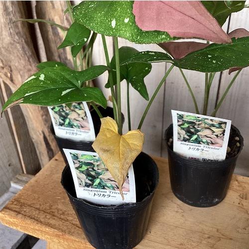 観葉植物　シンゴニウム トリカラー 3号ポット(個体おまかせ1鉢)　インテリア 室内 おしゃれ 可愛い かわいい |  | 03
