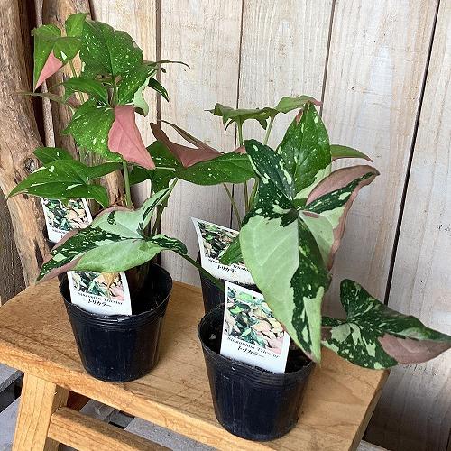 観葉植物　シンゴニウム トリカラー 3号ポット(個体おまかせ1鉢)　インテリア 室内 おしゃれ 可愛い かわいい |  | 04