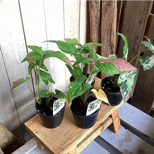 観葉植物　シンゴニウム トリカラー 3号ポット(個体おまかせ1鉢)　インテリア 室内 おしゃれ 可愛い かわいい |  | 05