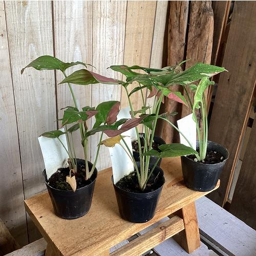 観葉植物　シンゴニウム トリカラー 3号ポット(個体おまかせ1鉢)　インテリア 室内 おしゃれ 可愛い かわいい |  | 06