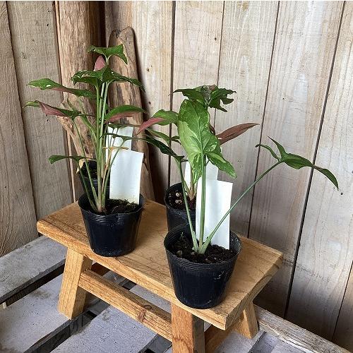 観葉植物　シンゴニウム トリカラー 3号ポット(個体おまかせ1鉢)　インテリア 室内 おしゃれ 可愛い かわいい |  | 07