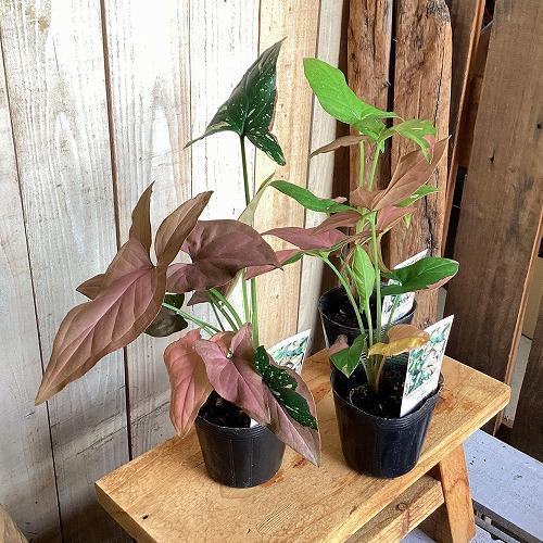観葉植物　シンゴニウム トリカラー 3号ポット(個体おまかせ1鉢)　インテリア 室内 おしゃれ 可愛い かわいい |  | 08