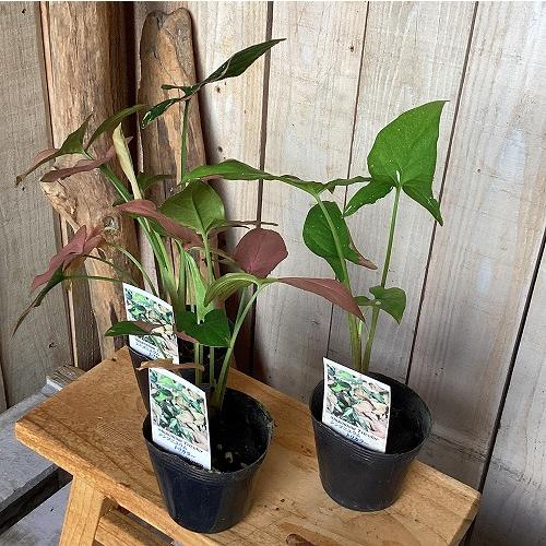 観葉植物　シンゴニウム トリカラー 3号ポット(個体おまかせ1鉢)　インテリア 室内 おしゃれ 可愛い かわいい |  | 09