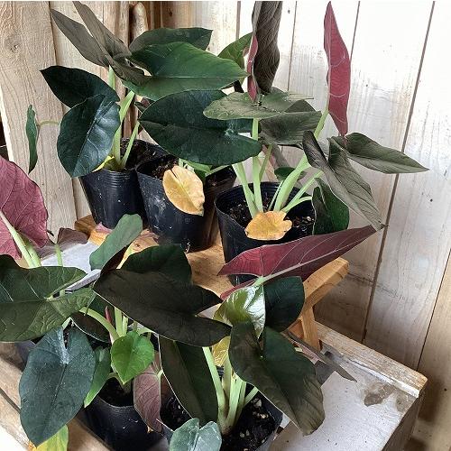 観葉植物　アロカシア レギネブラック 3.5号ポット(個体おまかせ1鉢)　インテリア 室内 おしゃれ 可愛い かわいい | 