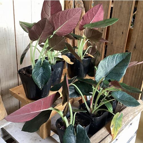 観葉植物　アロカシア レギネブラック 3.5号ポット(個体おまかせ1鉢)　インテリア 室内 おしゃれ 可愛い かわいい |  | 11
