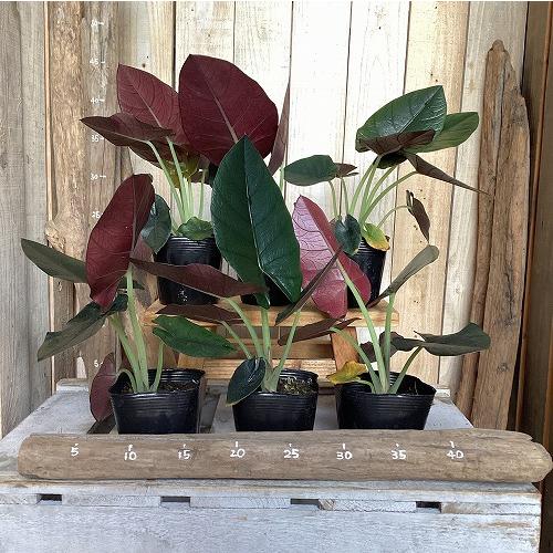 観葉植物　アロカシア レギネブラック 3.5号ポット(個体おまかせ1鉢)　インテリア 室内 おしゃれ 可愛い かわいい |  | 01