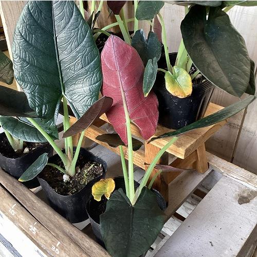 観葉植物　アロカシア レギネブラック 3.5号ポット(個体おまかせ1鉢)　インテリア 室内 おしゃれ 可愛い かわいい |  | 02