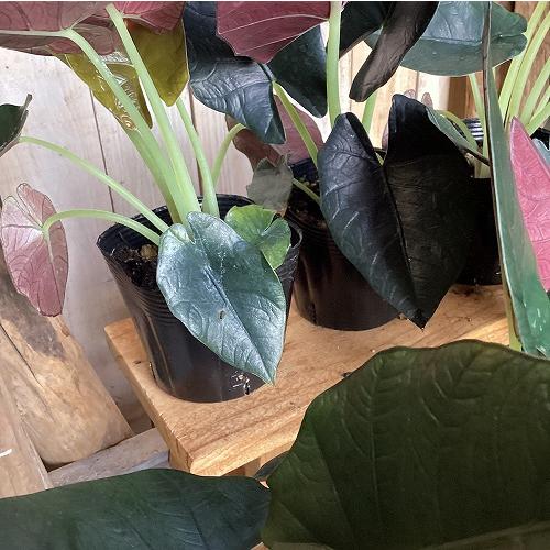 観葉植物　アロカシア レギネブラック 3.5号ポット(個体おまかせ1鉢)　インテリア 室内 おしゃれ 可愛い かわいい |  | 03