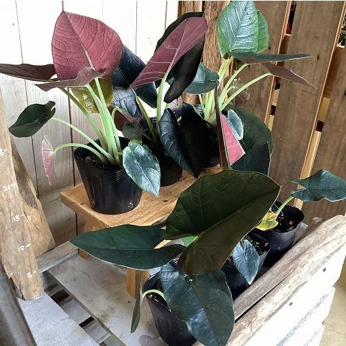 観葉植物　アロカシア レギネブラック 3.5号ポット(個体おまかせ1鉢)　インテリア 室内 おしゃれ 可愛い かわいい |  | 04